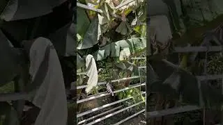 худо хоҳад банани тоҷикӣ мехурем дар оянда