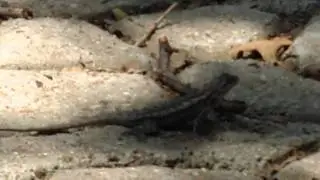 Techno Lizard