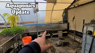 Aquaponic system update #gardening #aquaponics