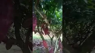 Cacau Irrigado Camamu-Ba
