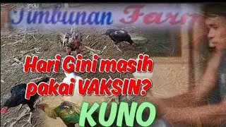 AYAM SEHAT TANPA VAKSIN ALA TIMBUNAN FARM