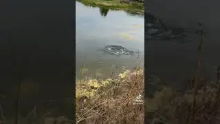 GIANT bass hits the bluegill bait‼️🔥🔥🔥new pr?? #fishing #iowa #bass #fishordie #shorts #fish