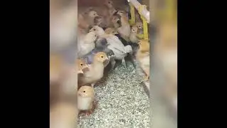 Птенцы.