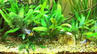 German Blue Rams facing off