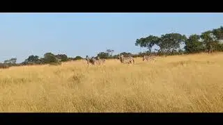 Talamati lionesses take down a zebra