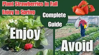Strawberries, Fall Planting | Complete Guide | & the Cause of My WORSE Fall Garden EVER!