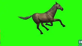 horse running -2 green screen video