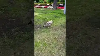 Птенец серебристой чайки зовёт маму