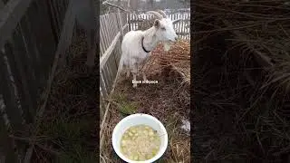 Козье счастье после зимы