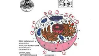 Unit 6 - Eukaryotic Cells - Pg 6-5 to 6-7