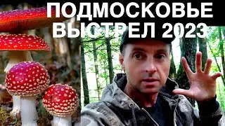 В ПОДМОСКОВЬЕ ПОШЛИ ГРИБЫ ПОСЛЕ ДОЖДЯ/2023/ПОДМОСКОВЬЕ ГРИБАЛКА.