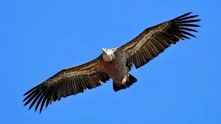 "Buitre leonado" Gyps fulvus (Hablizl, 1783)