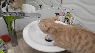 Котик пьет воду