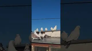 Снова восходы встречаем #pigeon #голуби #birds #бойныеголуби #top #широкохвостые