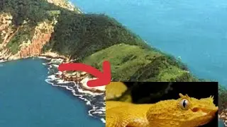 Deadliest place on earth (the snake island)