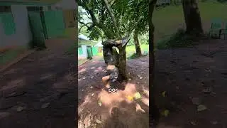 Día 5 Buscando Animales En Uganda 