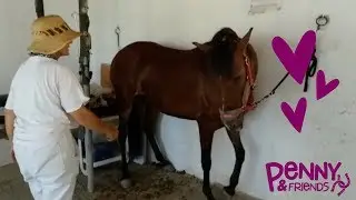 En hest glemmer aldri!