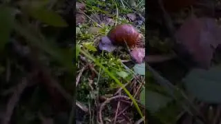 #лес