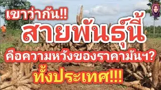 ราคามันฯจะแตะ5บาททั้งประเทศ!!พระเอกมาแล้ว???#ตอง8#มันสำปะหลัง