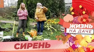 Сажаем сирень правильно!