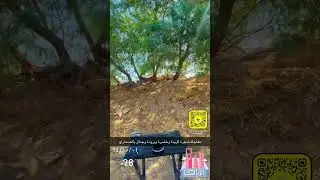 تخيل ذا الشجرة بالصحراء