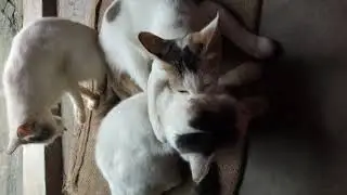 My cat minki is petting and licking minto