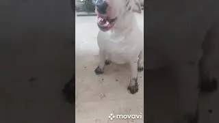 бультерьер и его плюсы и минусы😁