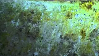 Temporal and Spatial Distribution of the Microbial Community of Winogradsky Columns