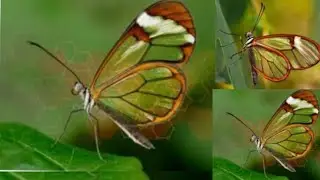 How to butterflies play on the leaves of trees! A Beautiful Life Of  Butterfly💞💓💞