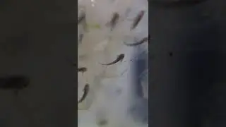 Нечасто увидишь такого маленького Аксолотля. ❤️