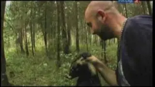 Рейтинг Баженова. Охота на енотовидную собаку.