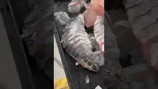 Meat Slicer Cutting Machine