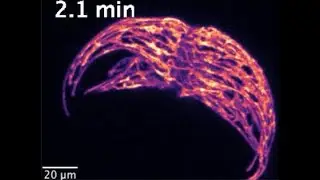 Mazi Jalaal: Light Production and Adaptive Morphodynamics in an Active Biological System