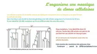 L'organisme une mosaique de clones cellulaires