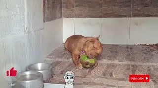 Pitbull big dog #pitmonsters