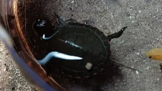 Plant timelapse 3 (Did not work as well)