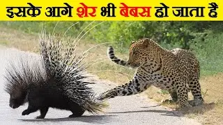 Top 3  ऐसे जानवर जो शेर से भी नहीं डरते 😲 [ Fact+Fun]