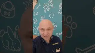 Для чего кастрируют кролика?Что происходит с кроликом после кастрации? Как кастрируют кролика