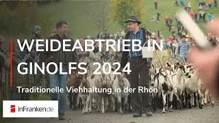 TRADITIONELLER WEIDEABTRIEB IN GINOLFS: Tausende Menschen beim Rhöner Spektakel 2024