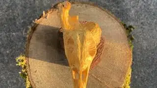 Elephant bird sunset