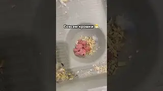 Малыши птенцы 🐣