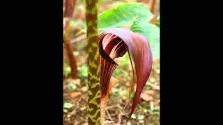 АРИЗЕМА  (ARISAEMA)  сем. Ароидные