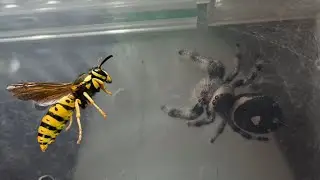 Huge Jumping Spider Takes On A Yellow Jacket (wasp)