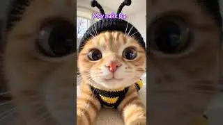 Пчело-Кошка 🐝🐈
