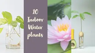10 Indoor Plants that grow in water #indoorwaterplants