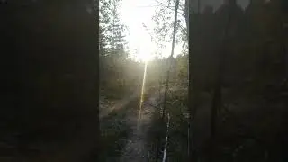 #берёзы #лес #тишина