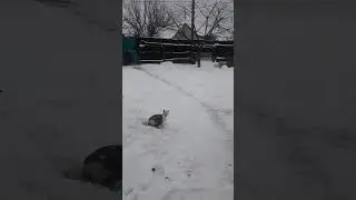 Коты играют в снегу🤣Прикольная озвучка
