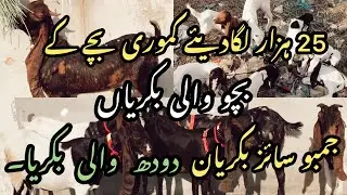 DOODH WALI BAKRIYON KAY RATES UPDATE OR 25 HAZAR LAGADIYE KAMORI BACHAY KAY 