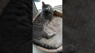 Яся маленький