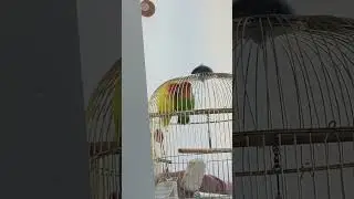Попугаи целуются 